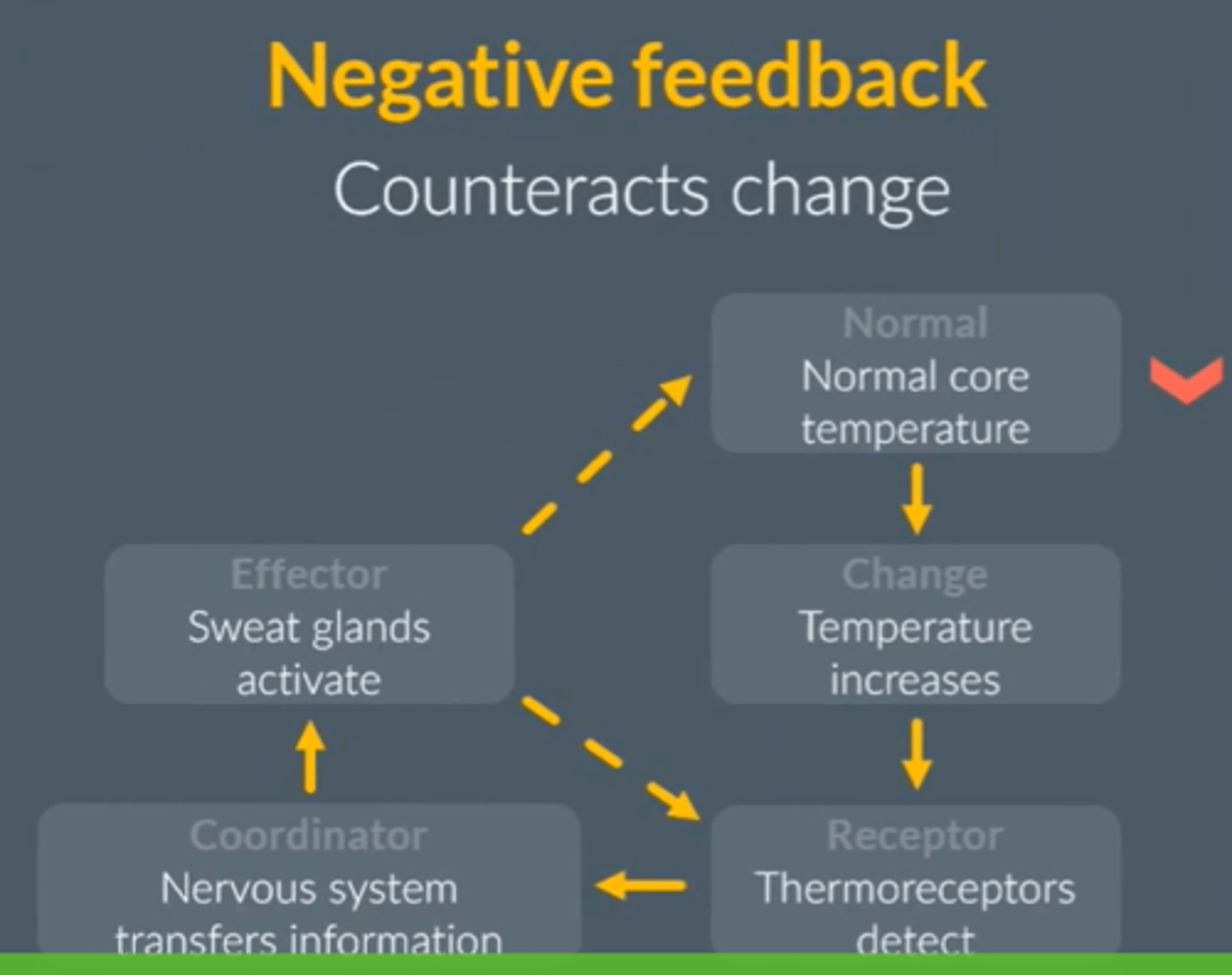 <p>1. where receptors detect change from away from optimum level</p><p>2. triggering a response by effectors to counteract/reduce the effect of the change</p><p>3. in order to return levels to optimum</p>