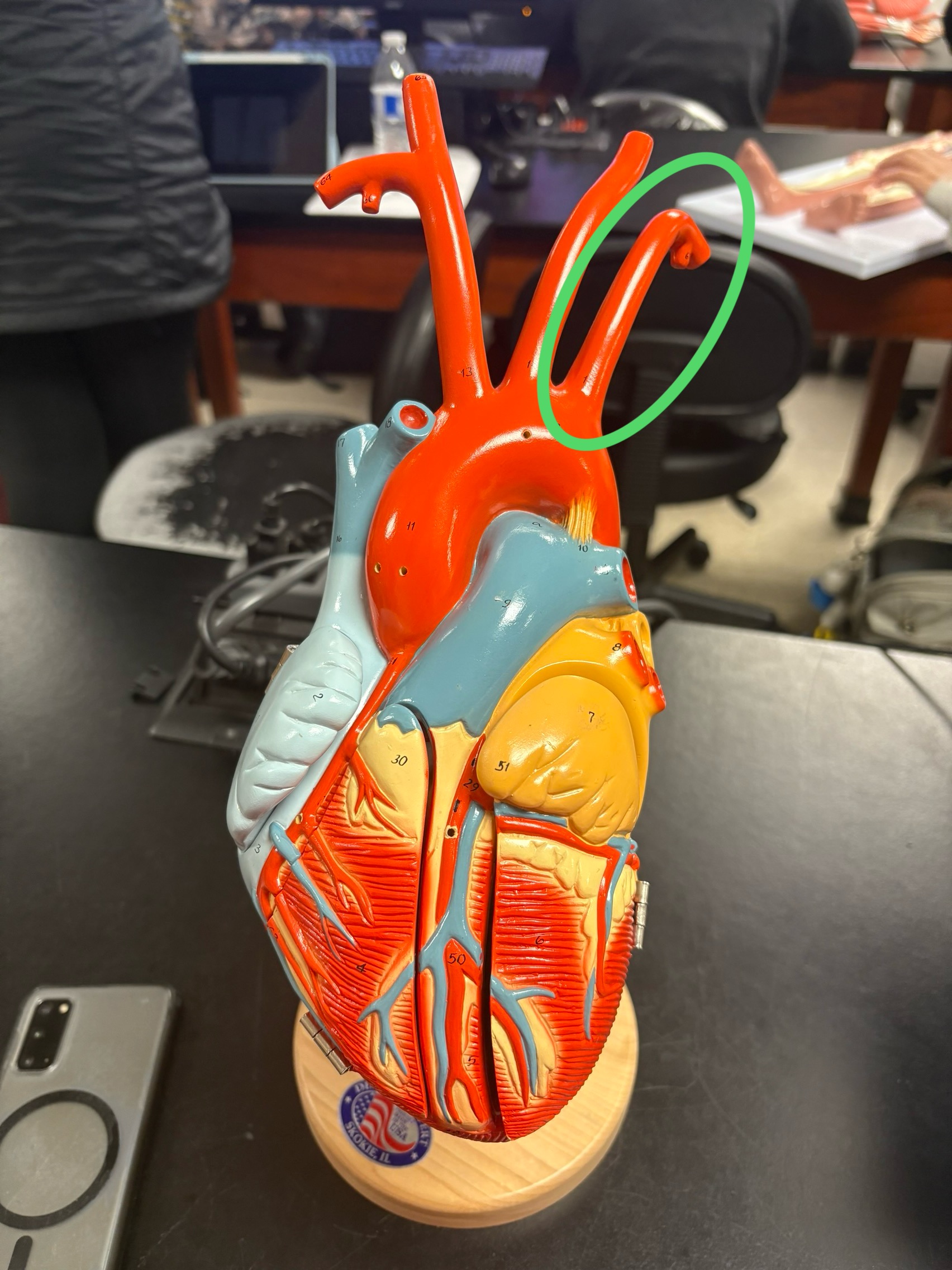 <p>next to left common carotid artery </p>