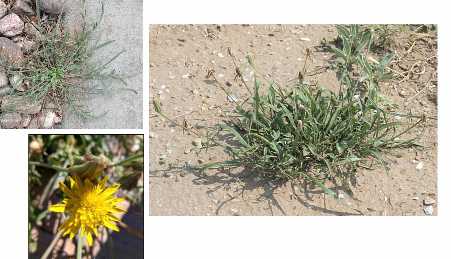 <p><em>Scorzonera laciniata</em> (Asteraceae) → <strong>cutleaf vipergrass</strong></p><p>- Biennial.- Basal leaves are deeply cut and oblanceolate </p><p>– up to 8 in. long.</p><p>- Stem leaves are smaller, entire.</p><p>- Multiple erect stems, hollow, and sparsely hairy.</p>