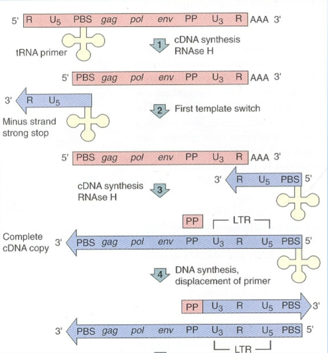 <p>tRNA primer binds to PBS site and U5 and R sequence are replicated first using tRNA primer</p>