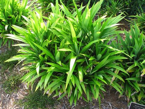 <p><span style="font-family: Source Sans Pro, sans-serif">Pandan, Fragrant Pandan, Scented Pandan, Screwpine, Fragrant Screwpine, Indonesian Screwpine, Pandan Rampeh, Pandan Wangi, Daun Pandan</span></p>