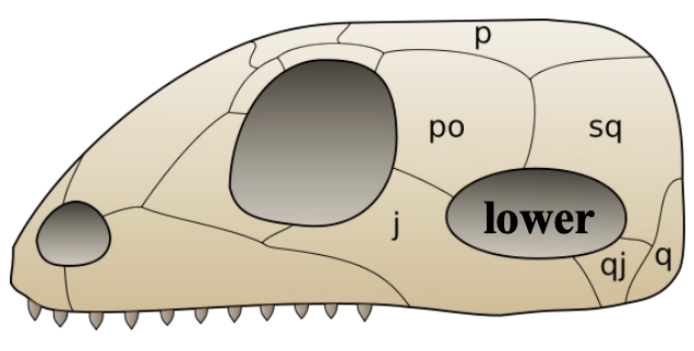 <ul><li><p>Single fenestra (lower) behind orbit</p></li><li><p>Synapsids (mammals and mammal-like reptiles)</p></li></ul><p></p>