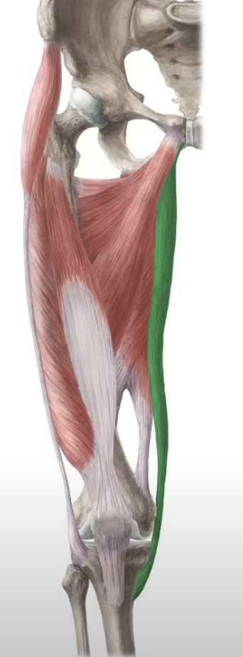 <p>adduct the thigh and flex the thigh and leg </p>