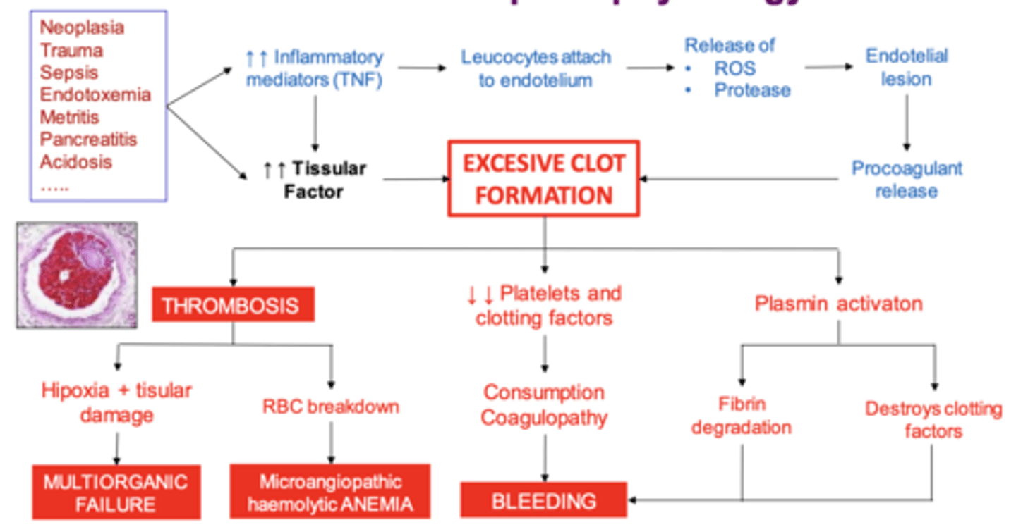 <p>1. initial cause</p><p>2. increased inflam. mediators and tissue factor</p><p>3. excessive clot formation</p><p>4. thrombosis, decreased platelets, plasmin activation</p><p>the thrombosis causes hypoxia and tissue damage, which causes multiorganic failure, as well as the breakdown of RBCs, which leads to anemia.</p><p>the decreased platelets and clotting factors and plasmin activated leads to bleeding</p><p>so at the same time, there is thrombosis and bleeding, causing damage to many organs in the body</p>