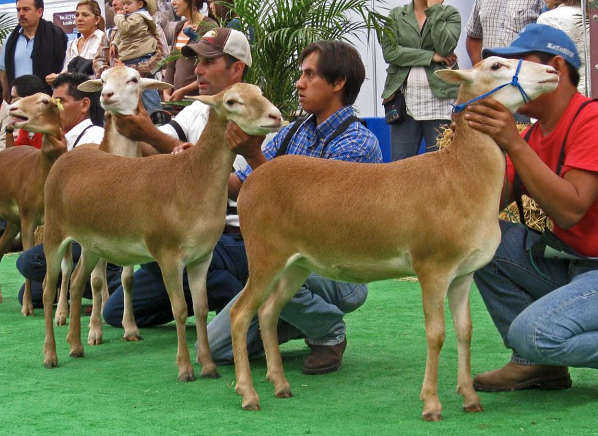 <p>What is the Name and Category of this sheep?</p>
