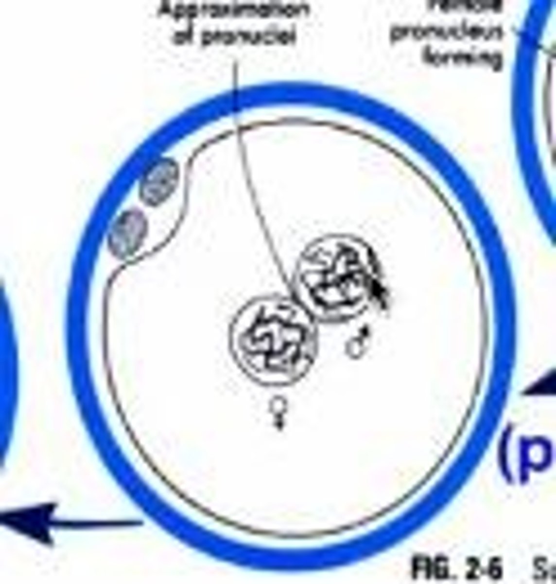 <p>The male and female pronuclei meet to form the zygote nucleus, completing fertilization.</p>