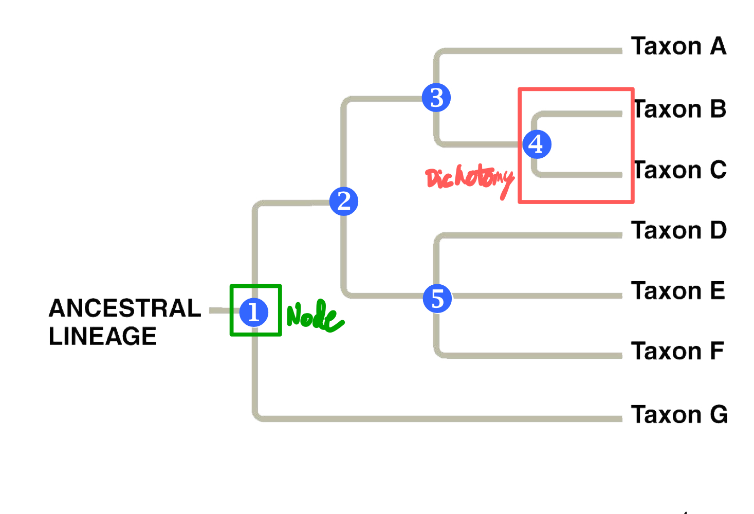 <ul><li><p>A branching point reps a node, where the common ancestor is found.</p></li><li><p>A pair of branches reps a dichotomy, repping speciation and divergence.</p></li><li><p>A line reps traces of gradual change during evolutionary history of a sub-populations.</p></li></ul><p></p>