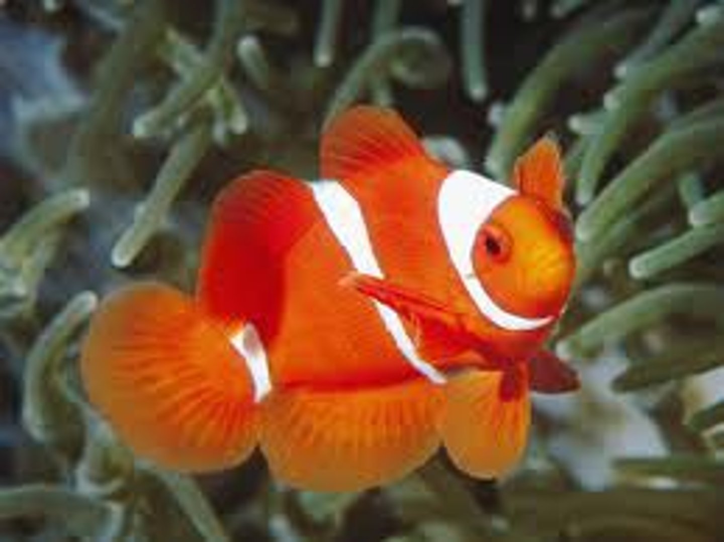 <p>fish</p>