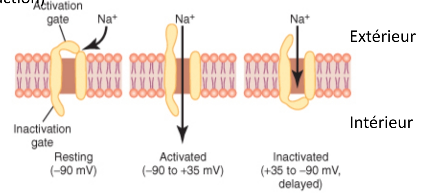 <p>P<sup>Na</sup>/ P<sup>K </sup>= 20</p><p class="has-focus">senseur : seuil de dépolarisation (-50)</p><p class="has-focus">role : dépolarisation</p><p class="has-focus">barrière inactivation : pdt potentiel action</p><p class="has-focus">temps ouverture : miliseconde</p><p class="has-focus"></p><p class="has-focus is-empty">ouverture → entré massive Na → cell se dépolarise (Vm - à +) → se referme vite car potentiel action → repolarise jusqu’a potentiel repos</p><p class="has-focus is-empty"></p><p class="has-focus is-empty"></p>