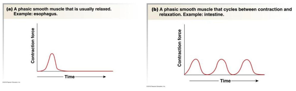 alternating between relaxation ad contraction