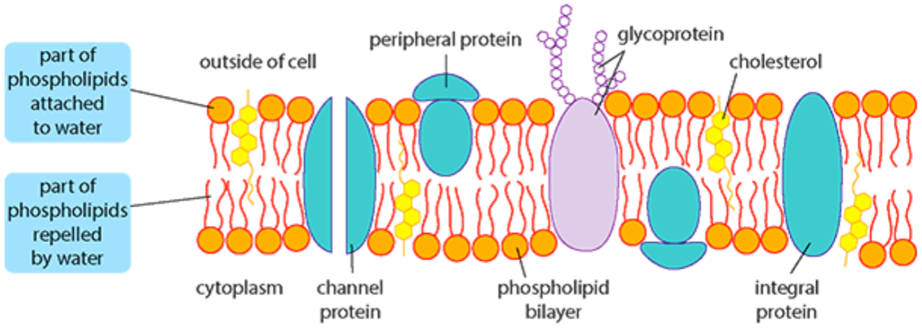 <p>cholesterol, integral proteins, peripheral proteins, channel proteins, aquaporins, glycolipids</p>