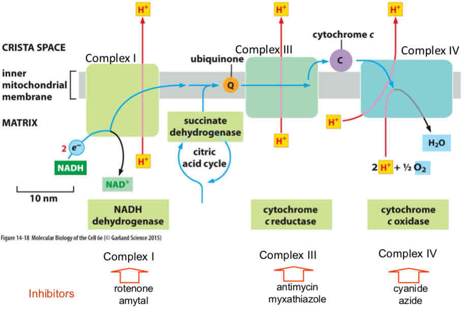 <ul><li><p>ETC is a chain of redox of reactions that generate free energy to pump protons</p><ol><li><p>Three complexes shuttle electrons → NADH/FADH2 reducing equivalents get oxidized which drives proton pumping in complex I (FADH2 oxidized by complex II but complex II does not pump protons)</p></li><li><p>Electrons are shuttled by ubiquinone (Q) to complex III, which also drives H+ pumping</p></li><li><p>Electrons are shuttled to cytochrome c and onto complex IV which also pumps protons</p></li><li><p>O2 is final e- accepter and water is produced → Liberates free energy that drives proton pumping through complex IV</p></li></ol></li><li><p>Electrons enter at Complex I OR II (via NADH or FADH2)</p></li><li><p>Coupled to CAC through succinate dehydrogenase to Q</p></li></ul>