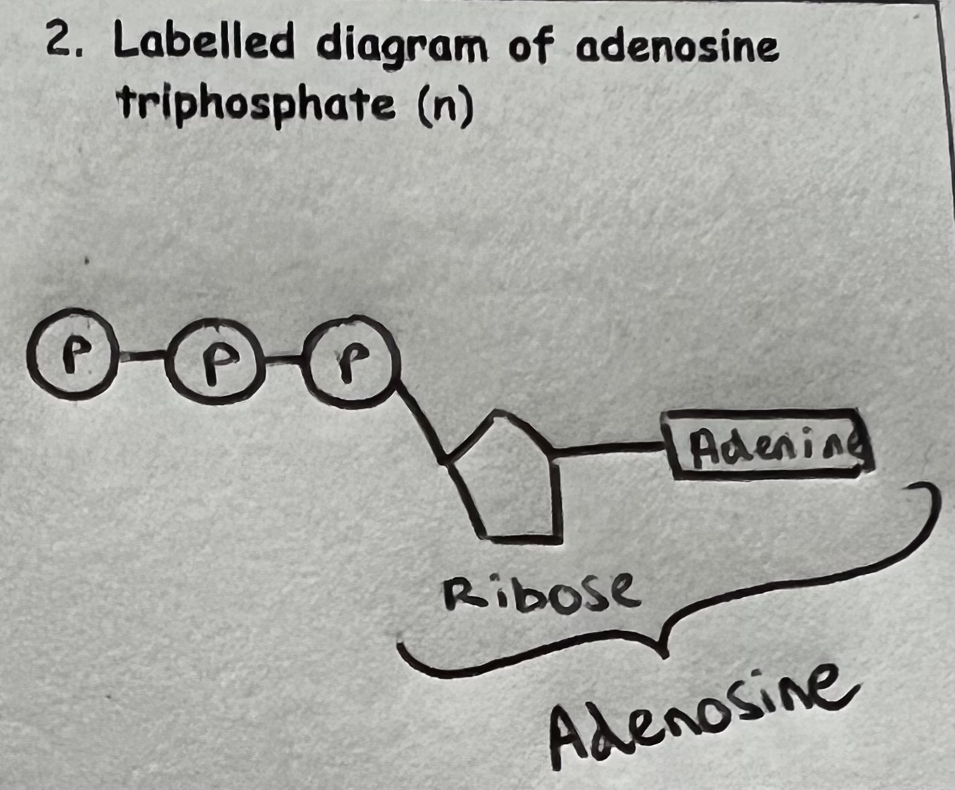 <p>ATP is referred to as the ‘Universal Energy Currency’ as ATP is present in all living organisms and used to provide energy for all cell reactions.</p><p>ATP Synthesis - Condensation reaction forms a bond between phosphate groups (Phosphorylation) when ADP reacts with inorganic phosphate during respiration - ADP + Pi (inorganic phosphate) —&gt; ATP (Endergonic)</p>