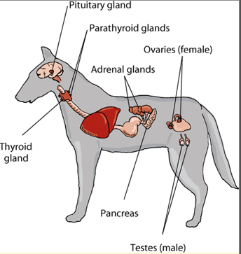 <p>Endocrine system </p>