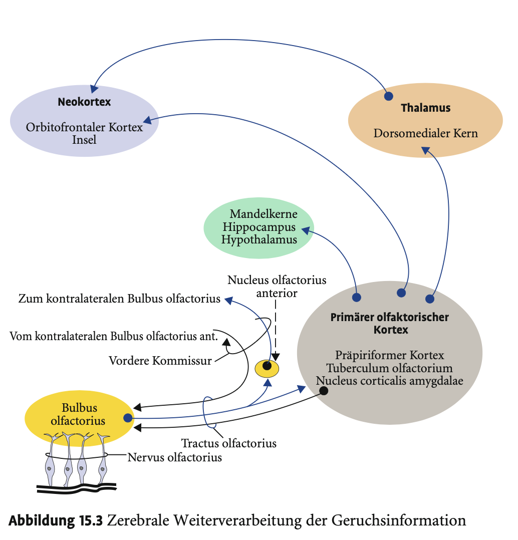<p><span><strong>Psychologische Bedeutung</strong></span></p><p>&nbsp;</p><ul><li><p><span><strong>Orbitofrontaler Kortex</strong>: Sitz der <strong>bewussten Geruchsdiskrimination</strong>; Läsionen führen zu <strong>Verlust olfaktorischer Wahrnehmung</strong>.</span></p></li><li><p><span><strong>Limbisches System (Amygdala &amp; Hippocampus)</strong> erklärt:</span></p><ul><li><p><span><strong>Starke emotionale Reaktionen auf Gerüche</strong></span></p></li><li><p><span><strong>Vegetative Begleitreaktionen</strong> (z. B. Übelkeit, Ekel)</span></p></li><li><p><span><strong>Schnelle, direkte Gedächtnisverknüpfung</strong>:</span></p><ul><li><p><span><strong>Nur zwei Synapsen</strong> zwischen Riechepithel und Amygdala → Gerüche können <strong>lange vergessene Erinnerungen</strong> reaktivieren.</span></p></li></ul></li></ul></li></ul><p></p>