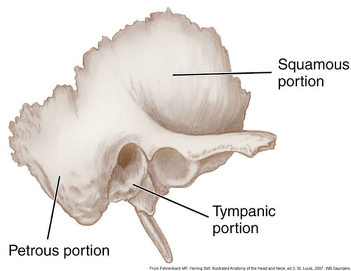 <p>Rough, irregular portion of external base of skull</p>