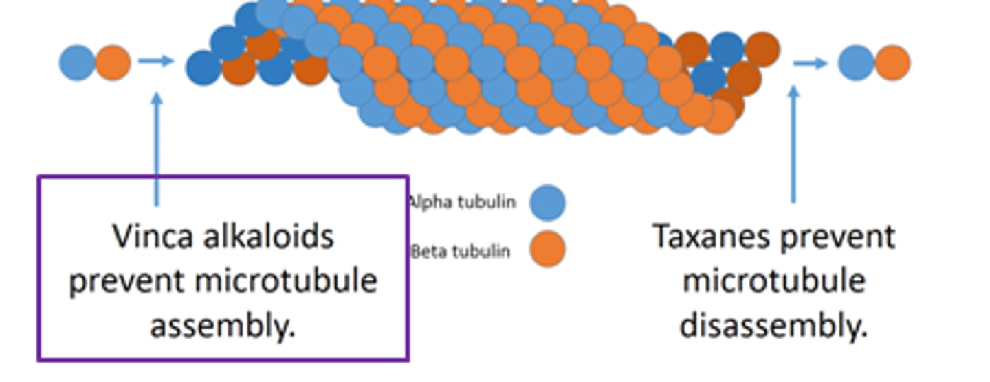 <p>microtubule destabilizers and inhibit their growth</p><p>- binds to free tubulin dimers, preventing them from being incorporated into microtubule polymers</p><p>- NO GROWTH</p>