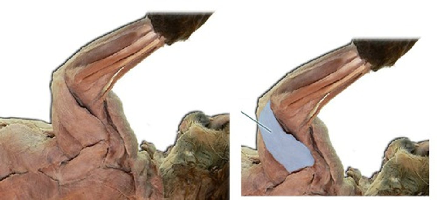 <p>What muscle is this?</p><p>Origin?</p><p>Insertion?</p><p>Action?</p><p>Nerve?</p>