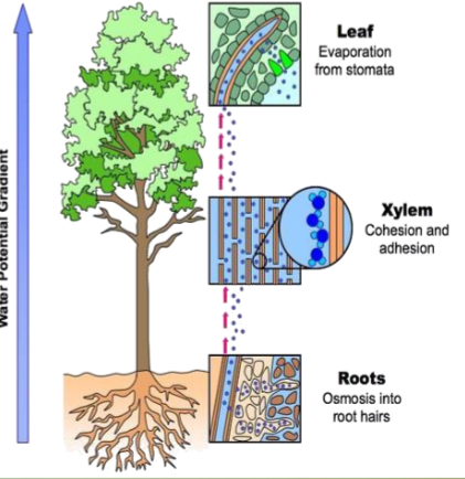 <p>how water moves across gradients</p><p>Transpiration:</p><ul><li><p>osmotic potential draws water in</p></li></ul><ul><li><p>root pressure and cohesion draw water up xylem</p></li><li><p>Gravity pushes it back down</p></li><li><p>Water potential in leaves- evaporation creates tension in leaves</p></li></ul><p></p>