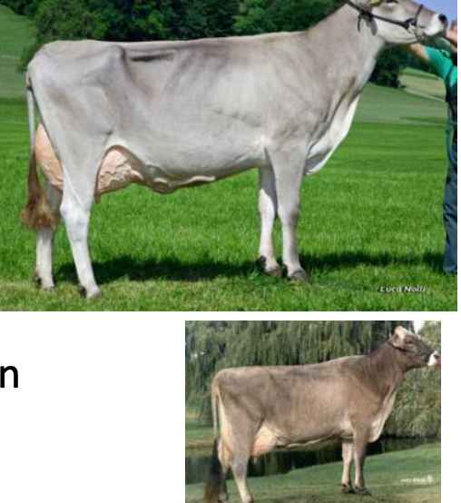<p>Brown Swiss</p><p></p><p><strong>Origin</strong>: Switzerland</p><p><strong>Color</strong>: Light to Dark Brown</p><p><strong>Size</strong>: Large</p><p><strong>Milk Volume Produced</strong>: 2nd among dairy breeds (>22,000 lbs per lactation)</p><p><strong>Milk Fa</strong>t: 3rd among dairy breeds (>4.1%)</p>