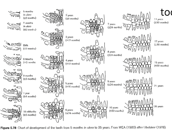 <p>adult or deciduous teeth as they are being exposed through gum line</p>