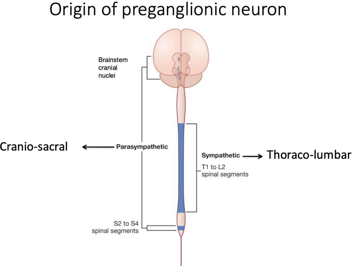 <p>thoraco-lumbar regions</p>