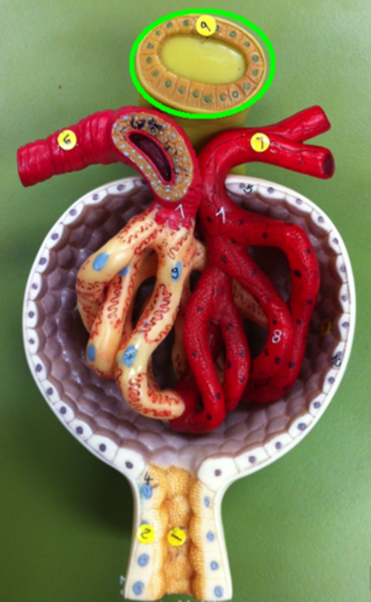 <p>The cells of the distal tubule at the juxtaglomerular apparatus. They are receptors that monitor filtrate osmolarity as a means of regulatin filtration rate.</p>