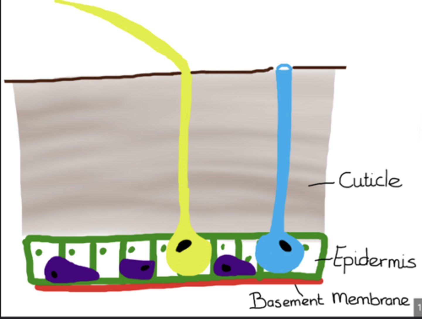 <p>Thin layer beneath the epidermis separating it from internal tissues and serving as a foundation for secretion of new cuticle.</p>
