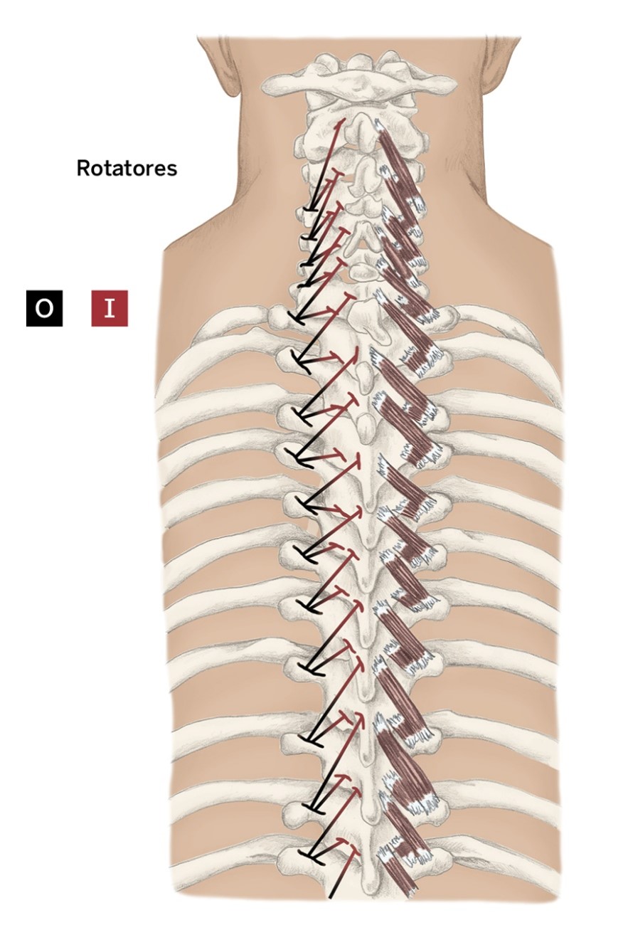 <p>O- Cervical through lumbar vertebrae: Transverse processes</p><p>I- Spinous process of vertebrae 1-2 vertebrae above origin</p><p>A- Vertebrae extension and contralateral rotation</p>