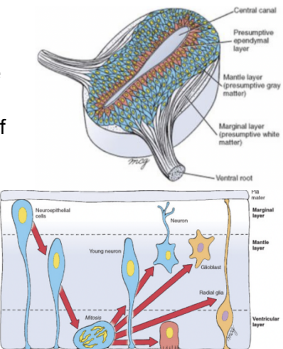 <ul><li><p>Ventricular/Ependymal layer —</p><ul><li><p>Innermost, lined by ependymal cells</p></li></ul></li><li><p>Mantle layer&nbsp;</p><ul><li><p>Presumptive gray matter — most of the body’s neurons</p></li></ul></li><li><p>Marginal layer&nbsp;</p><ul><li><p>Presumptive white matter — made of axons</p></li></ul></li></ul><p>This organization is evident in the beginning, but over time its remnants are only visible in the spinal cord</p>