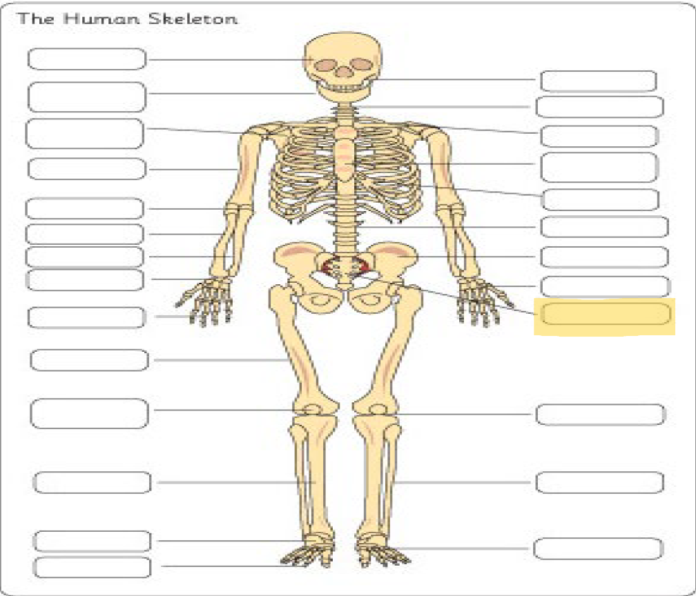 <p>What is this Bone?</p>
