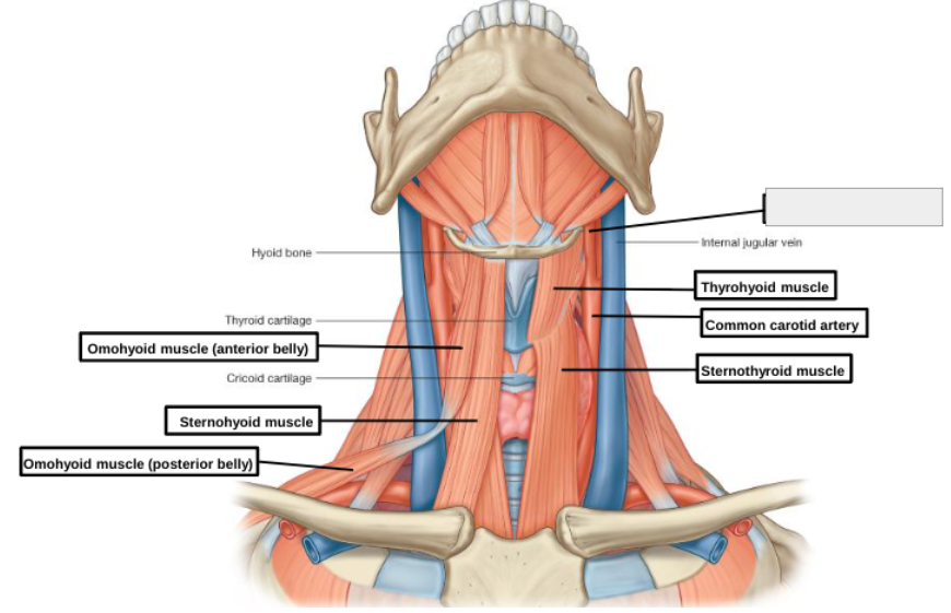<p>what structure is that?</p>