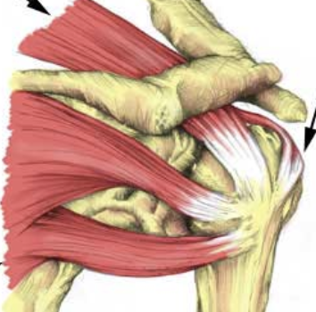 <p>what are these 4 red muscles collectively called ?</p>