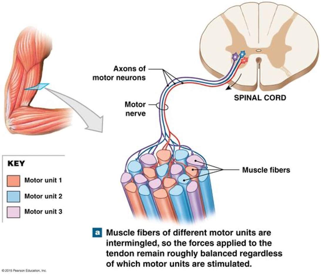 <p>action potential in neuron</p>