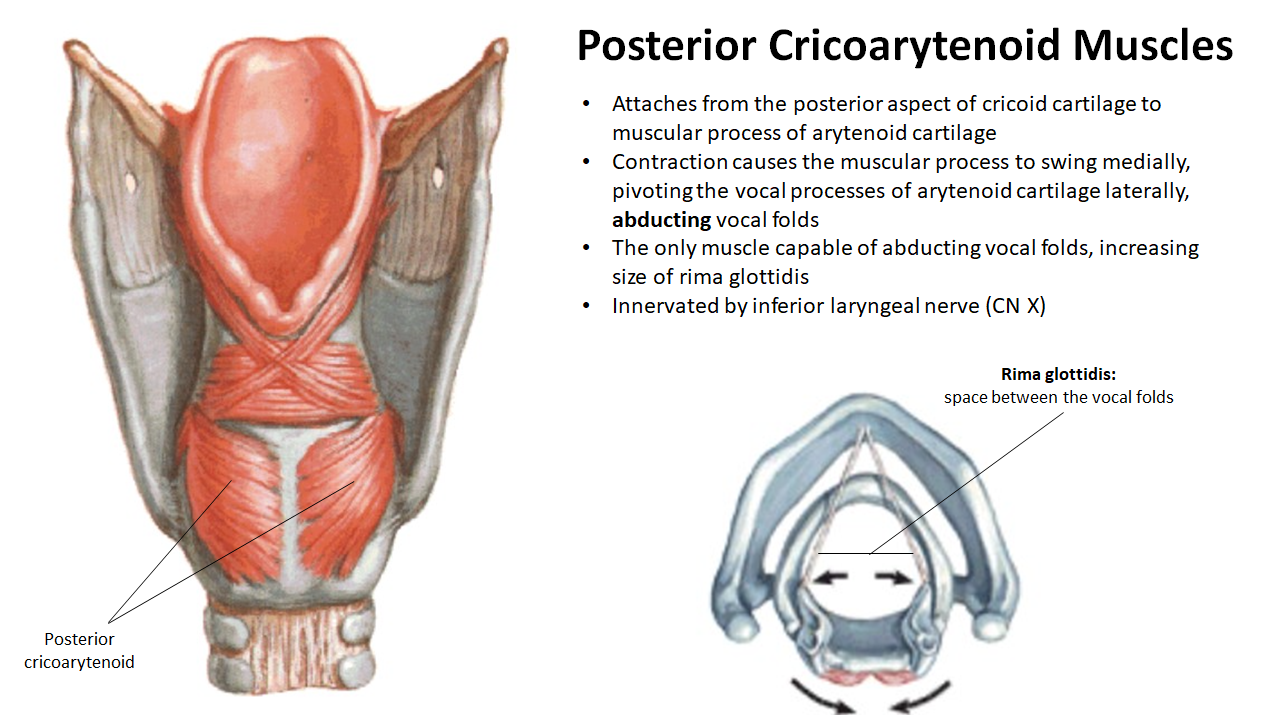 <ul><li><p><strong>Action</strong>: <strong>Abduct vocal folds</strong>; only muscle that opens rima glottidis</p></li><li><p><strong>Innervation</strong>: <strong>Inferior laryngeal nerve</strong> (branch of <strong>CN X</strong>)</p></li></ul><p></p>
