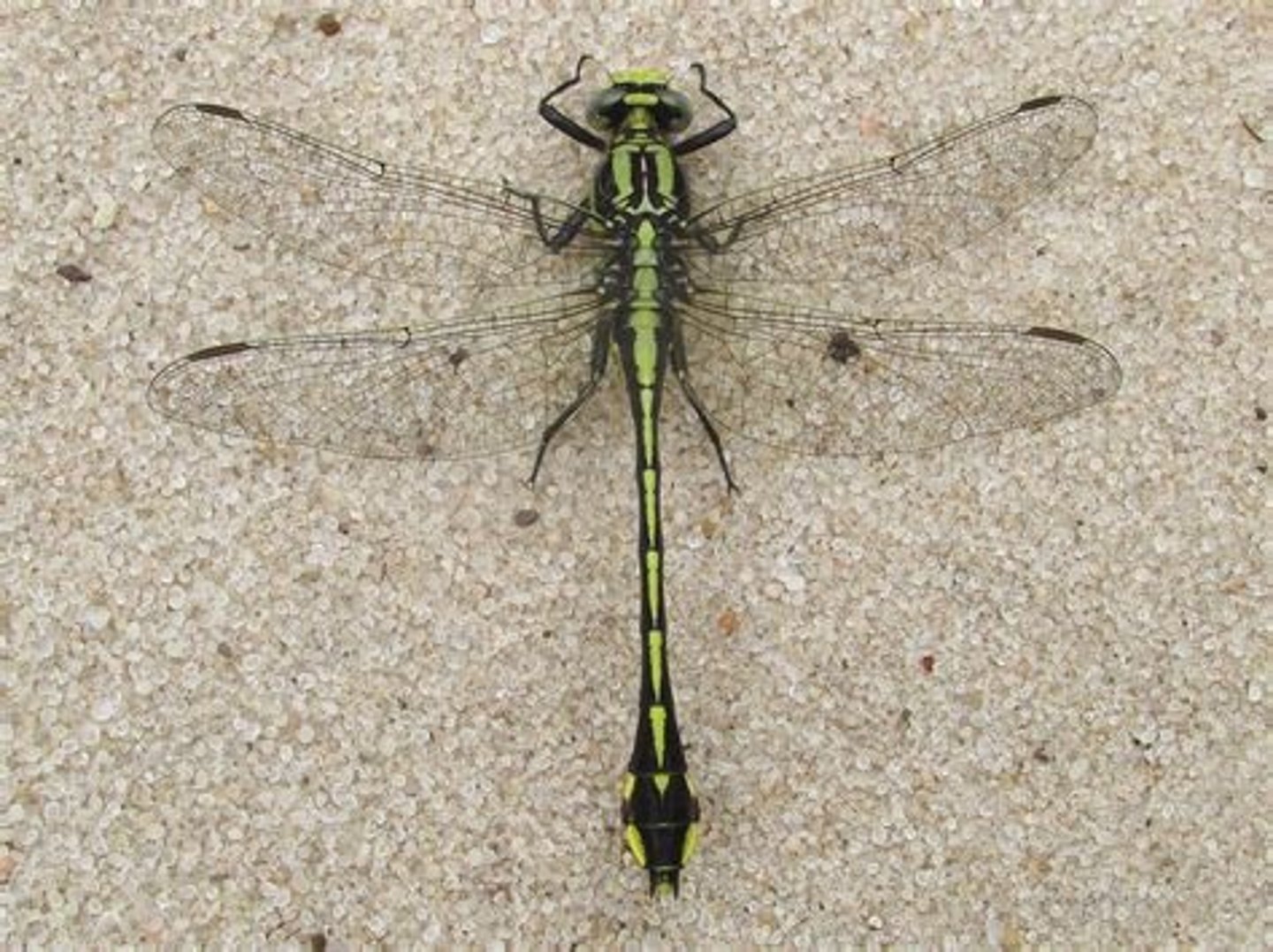 knowt flashcard image