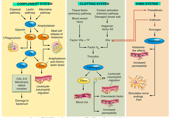<p>From which organ  are the Complement system, the Clotting system and Kinin synthesized from ?&nbsp;</p>