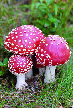 <p><span>Sienikunnan kaari, jonka ryhmän edustajilla itiöt muodostuvat mikroskooppisen pieniin säkkimäisiin itiökantoihin. Itiökannat sijaitsevat sienen itiöemän lakin alla heltoissa, pilleissä tai piikeissä. Parhaiten tunnetut metsäsienet</span></p>