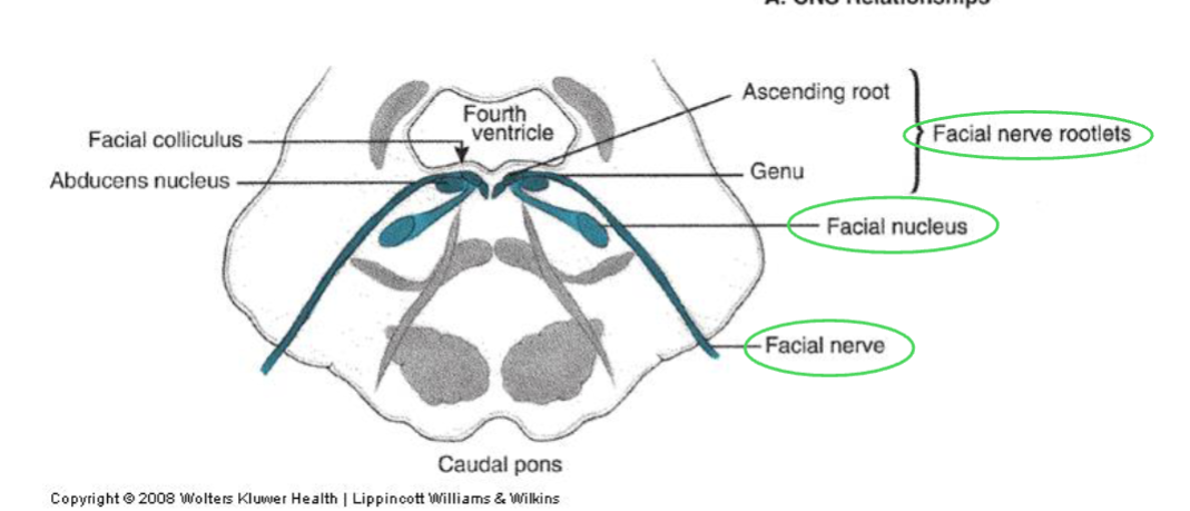 <p><span style="color: rgb(33, 2, 2);">FACIAL NUCLEUS (CN VII/7)</span></p>