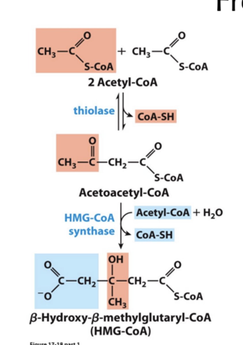 <p>Together, two CoA are freed from three acetyl-CoA.</p>