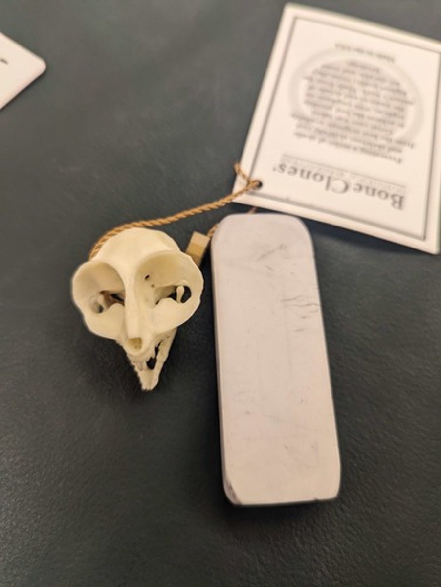 <p>What animal is this? Answer with "Skull" after animal name.</p>
