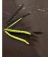 <p>What is its physiological maturity and commercial maturity?</p>