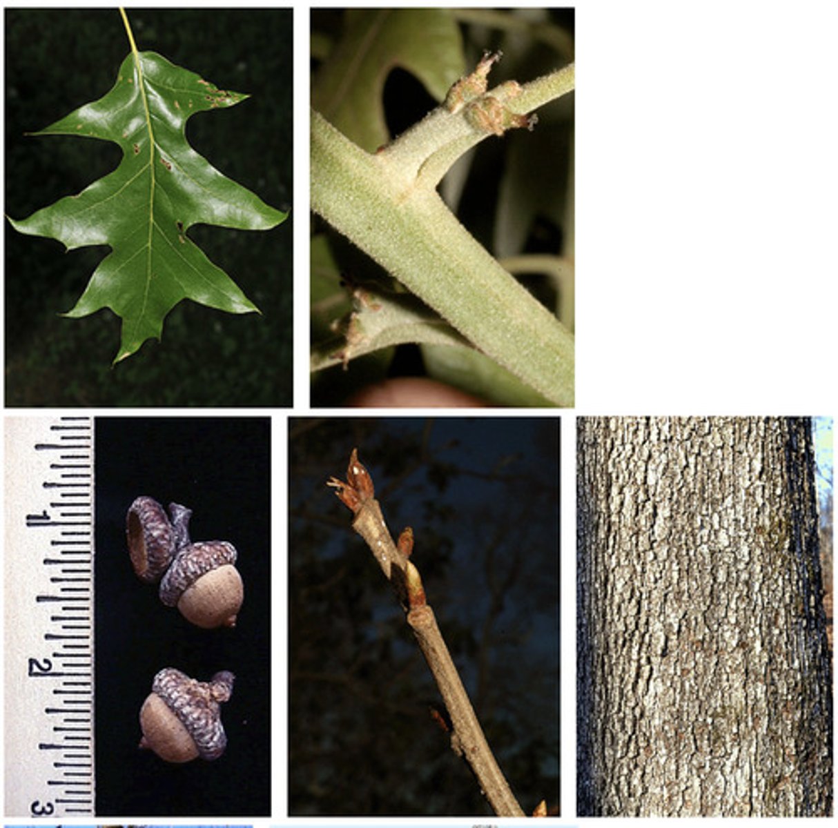 <p>leaves simple, alternate, 5-11 lobes bristle tipped, lobes at right angle to midrib, leaf 3-12 inches long, hair on underside and petiole</p><p>acorn cap covers 1/3-1/2 of the nut</p><p>bark dark, scaly, rough, resembling black cherry bark</p>