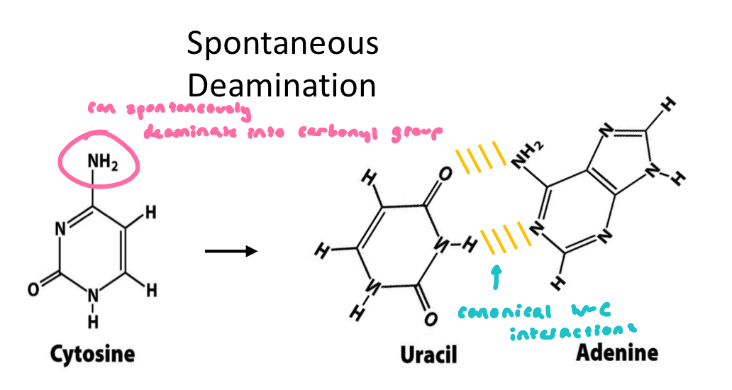 <ul><li><p>non-catalyzed (spontaneous) deamination of cytosine converts this base into uracil</p></li><li><p>uracil chemical is very similar to thymidine → base pairs with adenine</p></li><li><p>if left un-repaired, leads to A-T mutation</p></li><li><p>non limited to cytosine</p></li></ul><p></p>