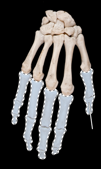 <p>Name this group of bones.</p><p>(Posterior view, right side).</p>