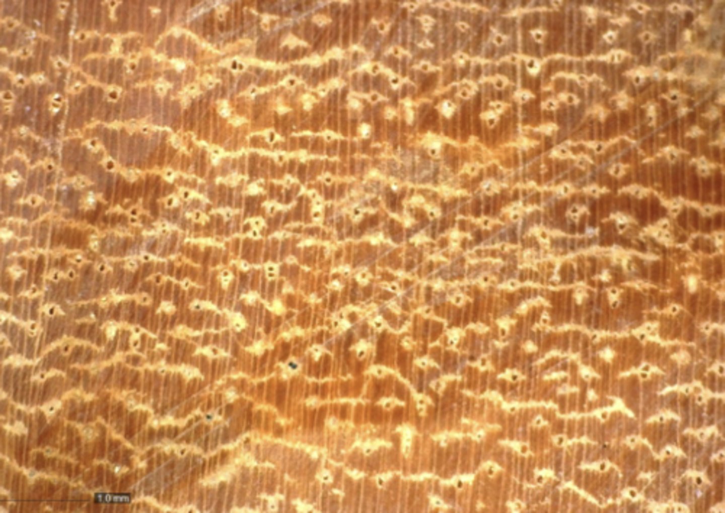 <p>Reddish brown, small to moderately small pores, white and yellow deposits, aliform confluent and boundary parenchyma</p>