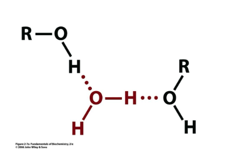 <p>water H-bonded to what?</p>