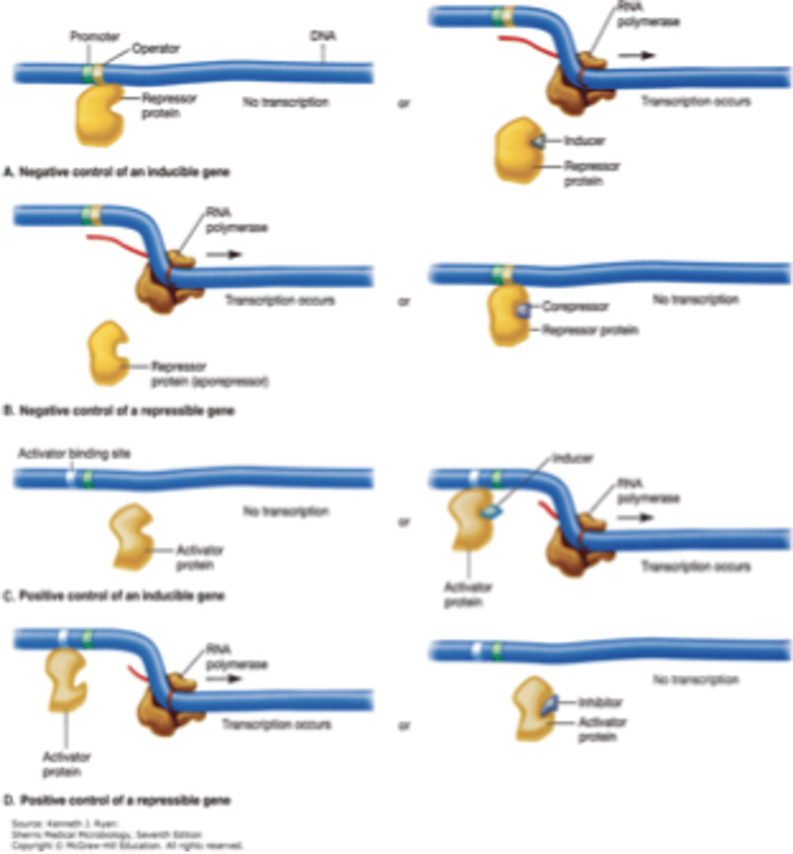 <p>- Repressor binds to DNA, blocking transcription</p>