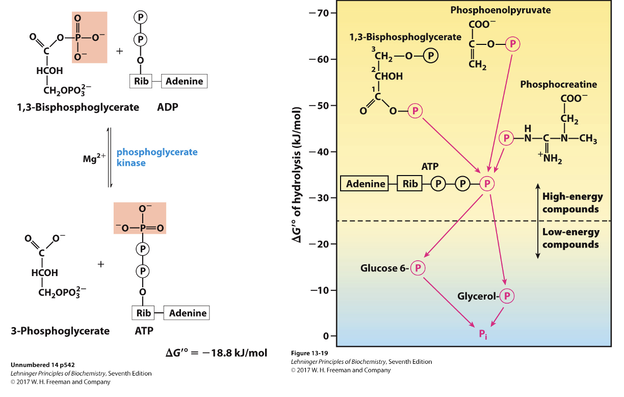 <p>is a crucial step in glycolysis where a phosphate group is transferred from 1,3-bisphosphoglycerate to ADP, forming ATP and catalyzed by the enzyme phosphoglycerate kinase. This reaction is an example of substrate-level phosphorylation. This reaction illustrates the transfer of energy, enabling ATP production directly within the pathway. </p>