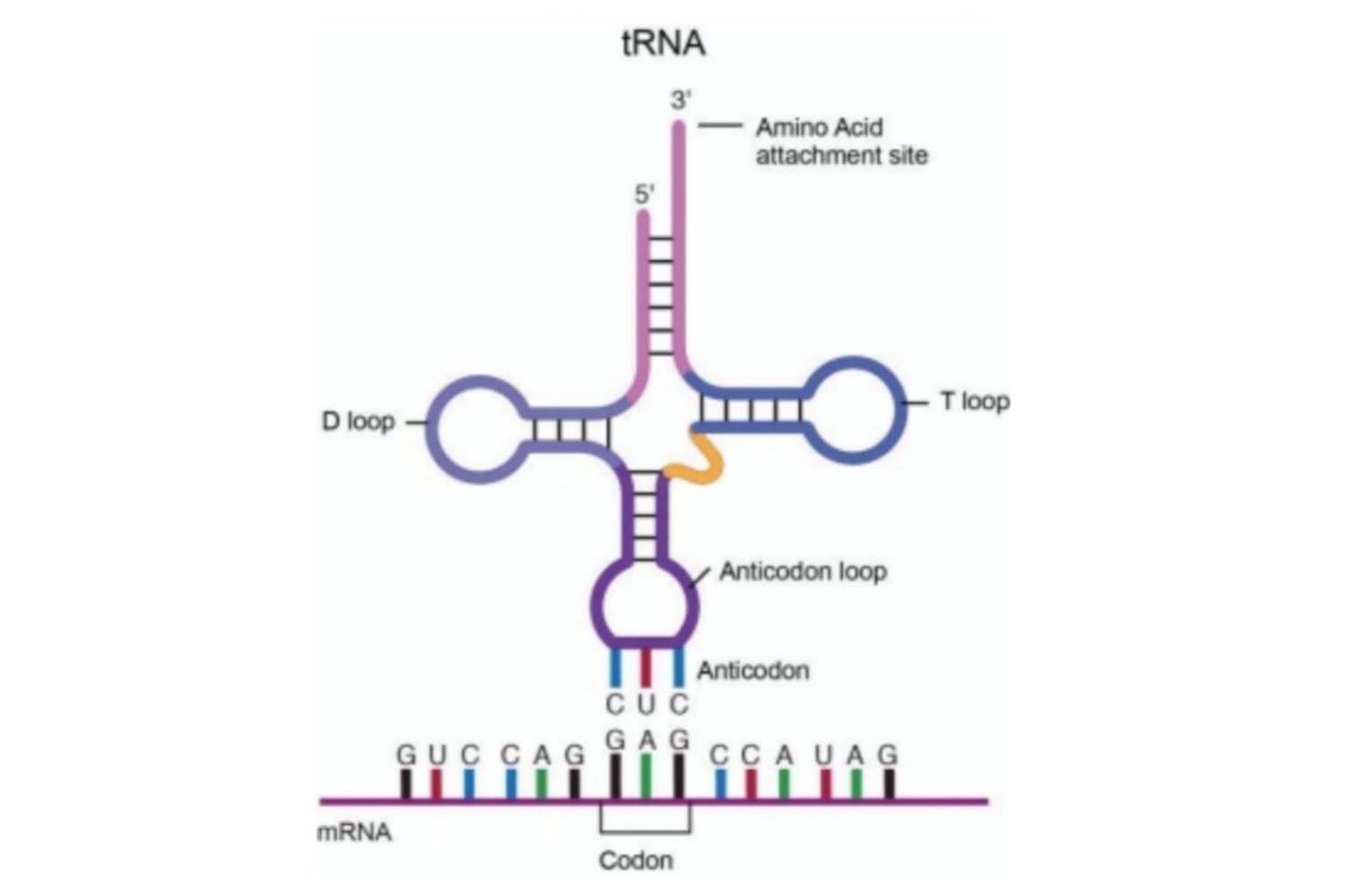 <p>Transfer DNA. Transporterar aminosyror från cytoplasman till ribosomen. Det finns en tRNA för varje kodon i den genetiska koden. Viktig i translationen.</p>